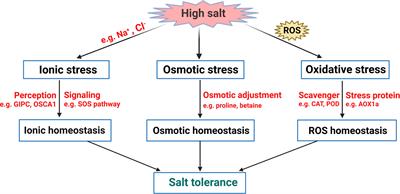 Frontiers Plant Salt Response Perception Signaling And Tolerance